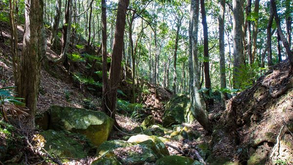 Glengariff Estate Rainforest (15/10/2019 - Credits: Jeremy Peek)