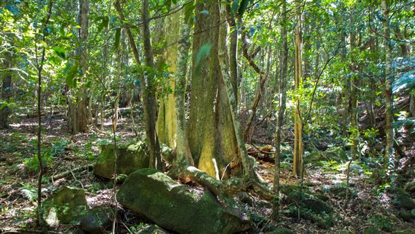 Glengariff Estate Rainforest (15/10/2019 - Credits: Jeremy Peek)
