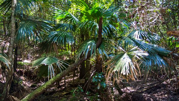 Glengariff Estate Rainforest (15/10/2019 - Credits: Jeremy Peek)