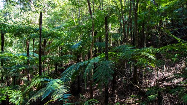 Glengariff Estate Rainforest (15/10/2019 - Credits: Jeremy Peek)