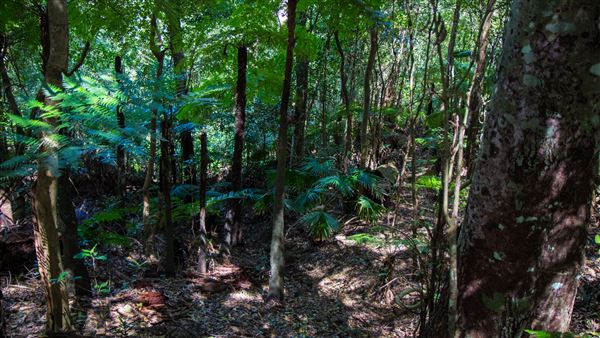 Glengariff Estate Rainforest (15/10/2019 - Credits: Jeremy Peek)