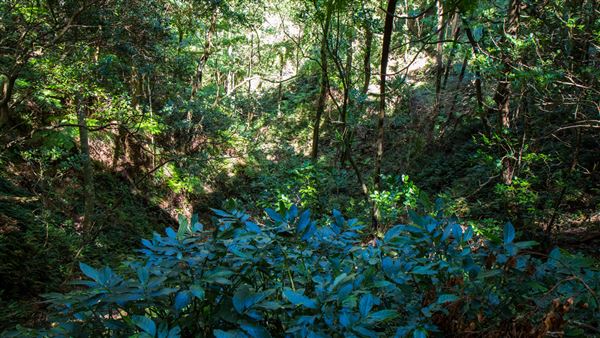 Glengariff Estate Rainforest (15/10/2019 - Credits: Jeremy Peek)