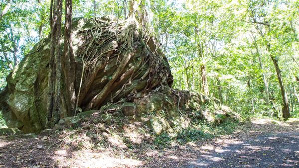 Glengariff Estate Rainforest (15/10/2019 - Credits: Jeremy Peek)