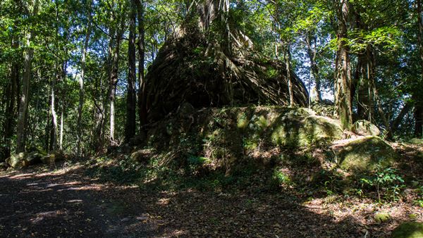 Glengariff Estate Rainforest (15/10/2019 - Credits: Jeremy Peek)