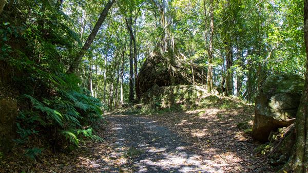 Glengariff Estate Rainforest (15/10/2019 - Credits: Jeremy Peek)