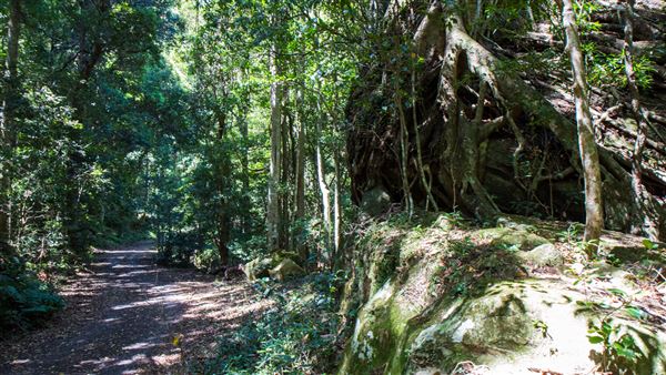 Glengariff Estate Rainforest (15/10/2019 - Credits: Jeremy Peek)