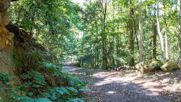 Glengariff Estate Rainforest (15/10/2019 - Credits: Jeremy Peek)