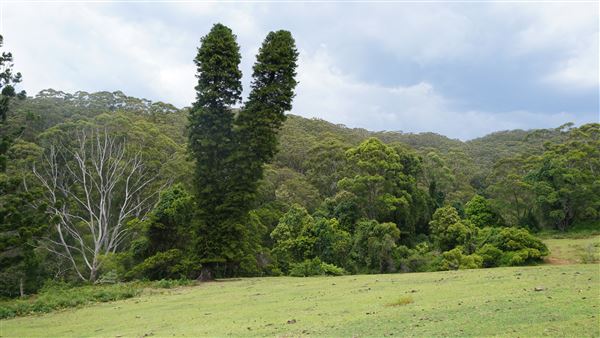 Otford Farm - The Pines Paddock with Jungle Gully (19/11/2019 - Credits: Screen NSW)