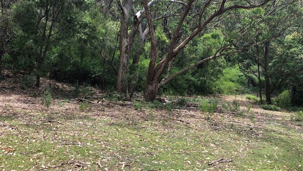 Otford Farm - The Pines Paddock with Jungle Gully (19/11/2019 - Credits: Screen NSW)