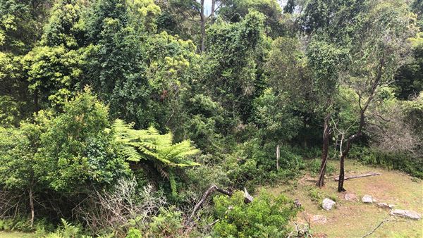 Otford Farm - The Pines Paddock with Jungle Gully (19/11/2019 - Credits: Screen NSW)