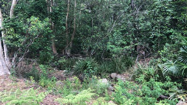 Otford Farm - The Pines Paddock with Jungle Gully (19/11/2019 - Credits: Screen NSW)