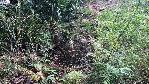 Otford Farm - The Pines Paddock with Jungle Gully (19/11/2019 - Credits: Screen NSW)