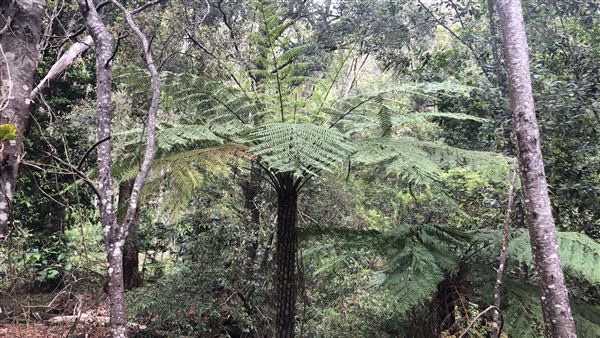 Otford Farm - The Pines Paddock with Jungle Gully (19/11/2019 - Credits: Screen NSW)