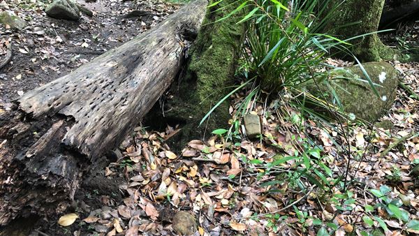 Otford Farm - The Pines Paddock with Jungle Gully (19/11/2019 - Credits: Screen NSW)
