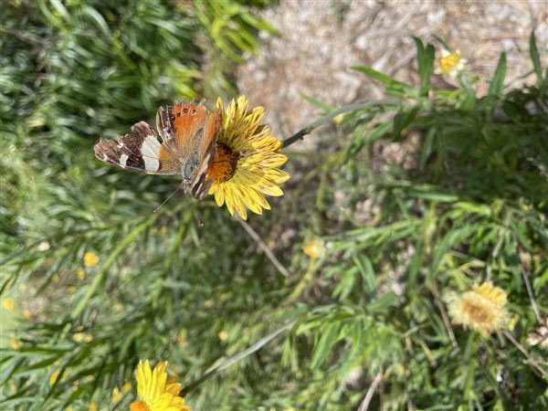 The Australian Botanic Garden Mount Annan (27/03/2021 - Credits: Screen NSW Mechele Axford)