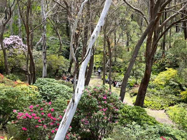 Campbell Rhododendron Gardens (1/10/2022 - Credits: Julie Parker, Deb Wells)