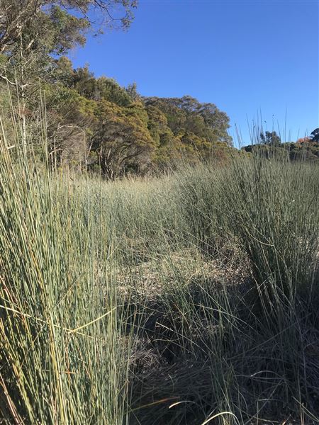 Glenbrook Lagoon (24/05/2023 - Credits: BMCC)