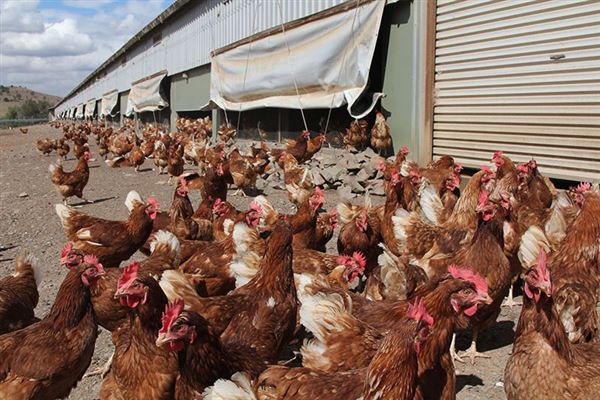 Tocal Farm (23/05/2019 - Credits: Tocal College)
