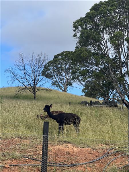 Sugarloaf Farm at Pheasants Nest (23/04/2024 - Credits: submitted by: Angie Pisani)