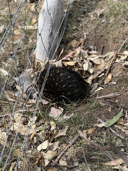 Sugarloaf Farm at Pheasants Nest (23/04/2024 - Credits: submitted by: Angie Pisani)