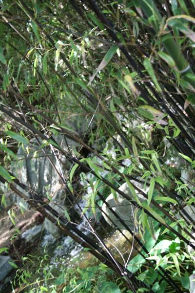 Chinese Garden of Friendship - Darling Harbour (27/02/2013 1:33:14 PM)