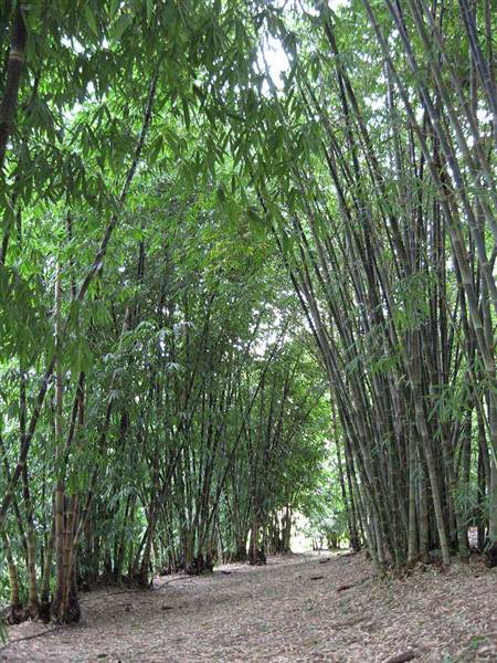 Bamboo Wholesale (27/02/2013 4:42:58 PM)