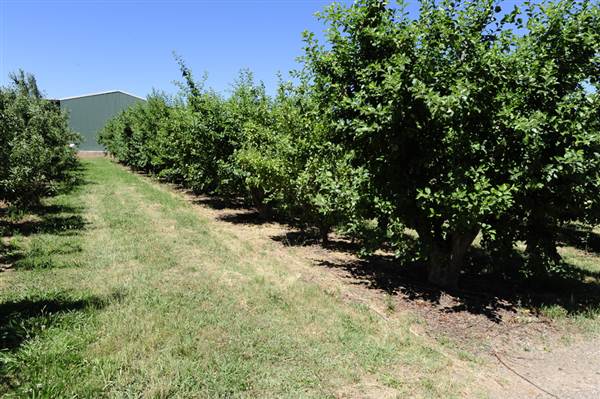Daydawn Orchard (27/02/2013 7:04:40 PM)
