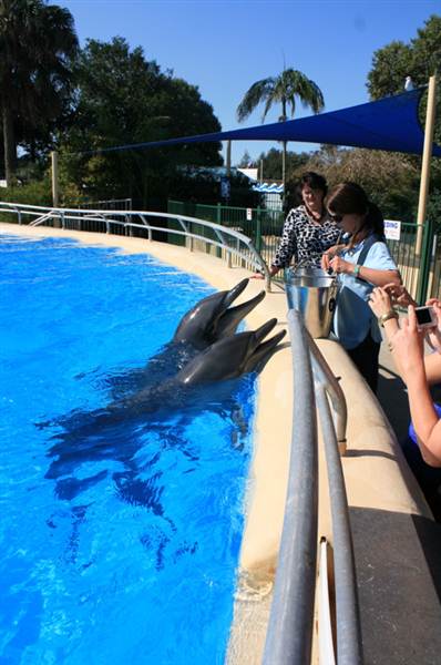 Dolphin Marine Magic (27/02/2013 10:43:08 PM)