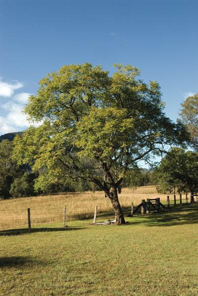 East Kunderang Homestead - Armidale (28/02/2013 1:30:08 PM)