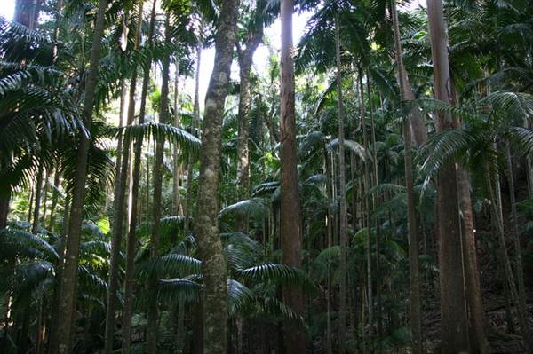 Mount Warning - Wollumbin National Park (28/02/2013 4:13:44 PM)