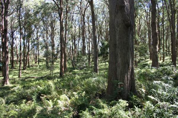 Bowral - Southern Highlands (1/03/2013 11:50:09 AM)