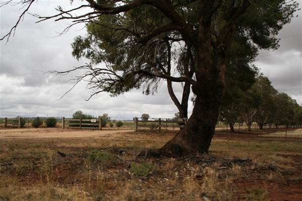 Wagga Wagga (1/03/2013 12:05:55 PM)