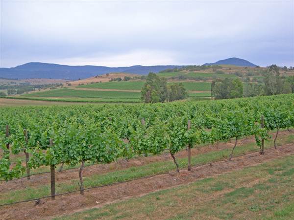 Broke vineyards (1/03/2013 12:13:45 PM)