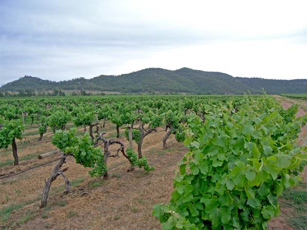 Broke vineyards (1/03/2013 12:14:38 PM)