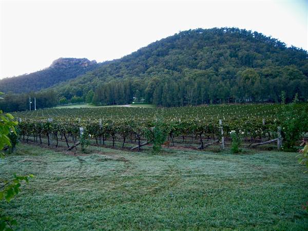 Broke vineyards (1/03/2013 12:15:21 PM)