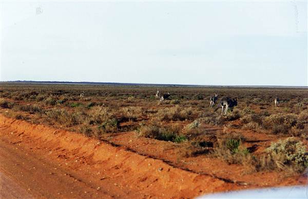 Broken Hill Area (Inc. Silverton) (1/03/2013 8:01:51 PM)