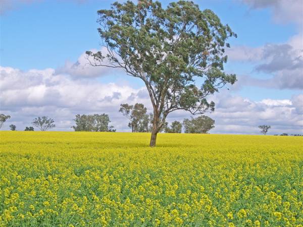 Canola Field (3/03/2013 8:25:26 AM)