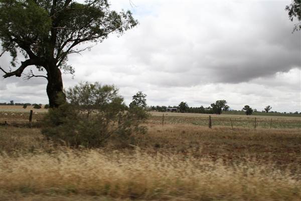 Collingullie (4/03/2013 10:37:49 AM)