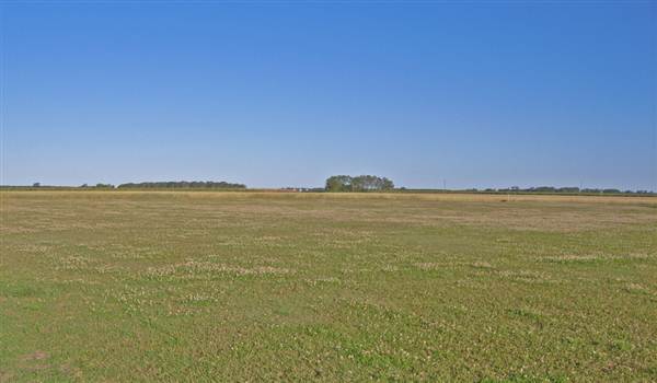 Crops near Ballina (4/03/2013 11:47:09 AM)
