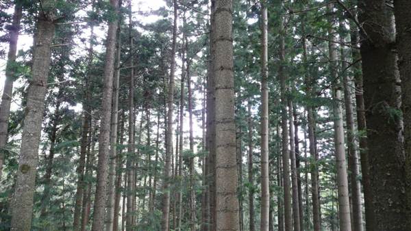 Cumberland State Forest (4/03/2013 12:05:41 PM)