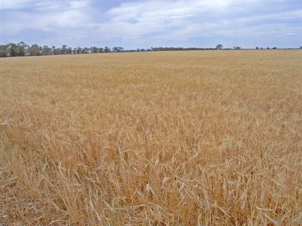Gilgandra Rural Area (4/03/2013 4:39:55 PM)