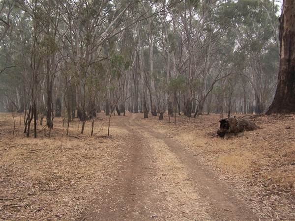 Hay State Forest - Murrumbidgee Valley Regional Park (5/03/2013 1:30:40 PM)