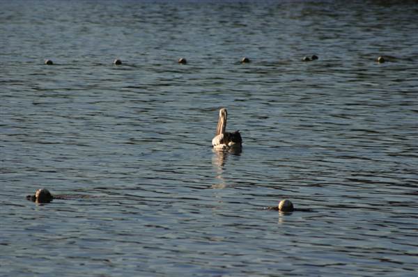Lake Macquarie (6/03/2013 11:52:40 AM)