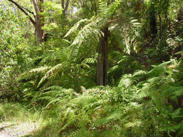 Lane Cove National Park (6/03/2013 12:09:02 PM)