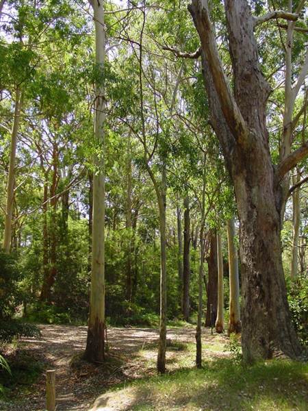 Lane Cove National Park (6/03/2013 12:10:15 PM)
