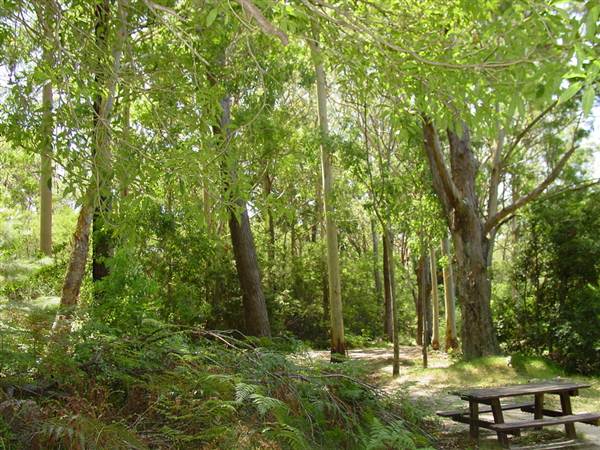 Lane Cove National Park (6/03/2013 12:10:45 PM)