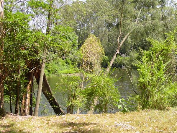 Lane Cove National Park (6/03/2013 12:12:56 PM)