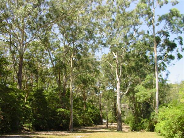 Lane Cove National Park (6/03/2013 12:13:29 PM)