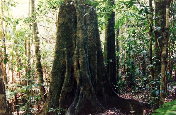 Tallowwood Forest Park - Myall River State Forest (6/03/2013 4:48:11 PM)