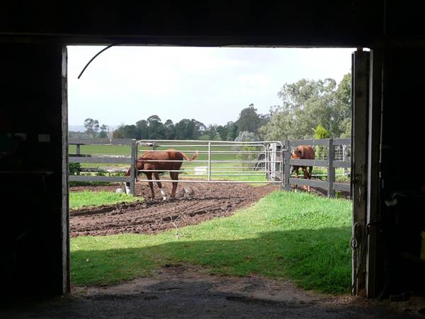 Lomar Park Stud (7/03/2013 10:02:11 AM)